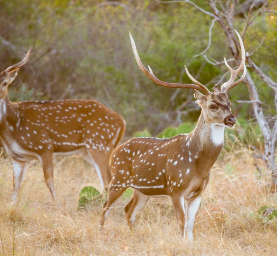 Axis Deer Image