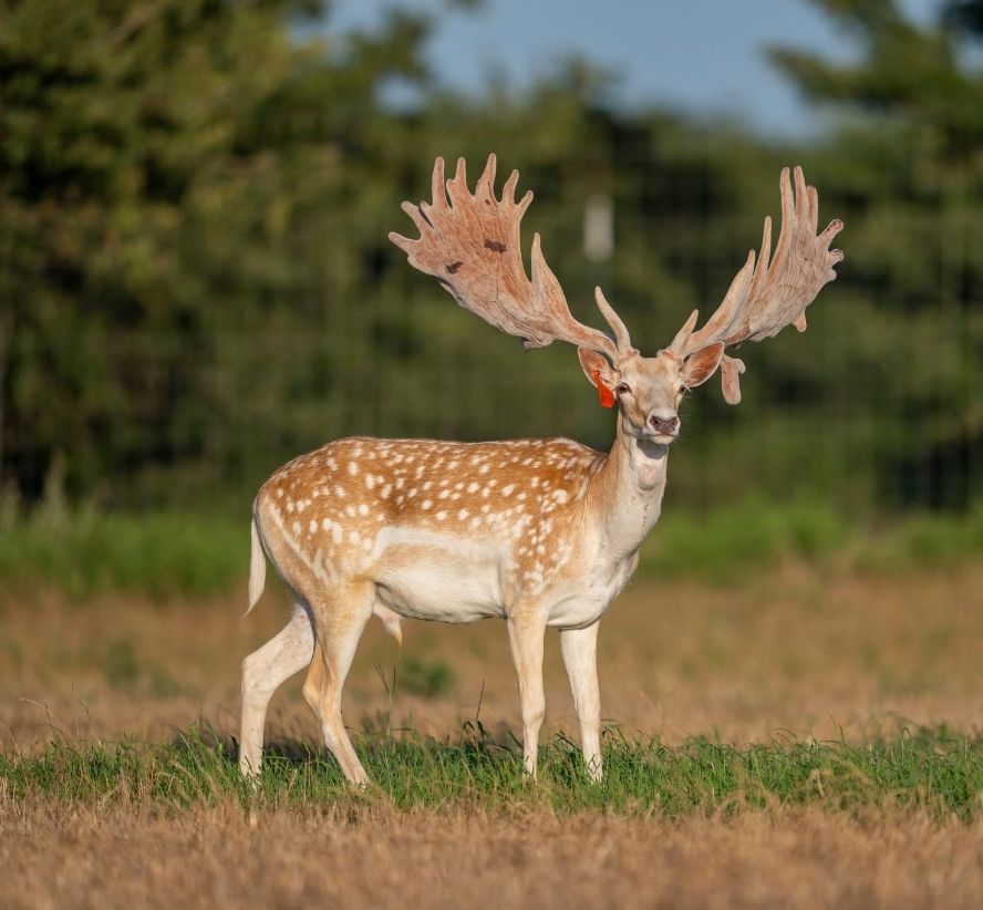 Fallow Deer image