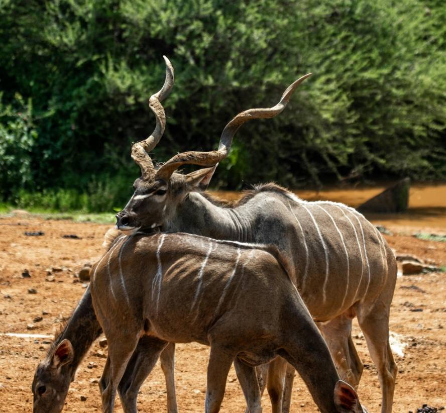 Kudu Image