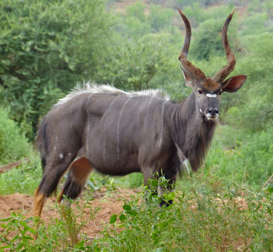 Nyala