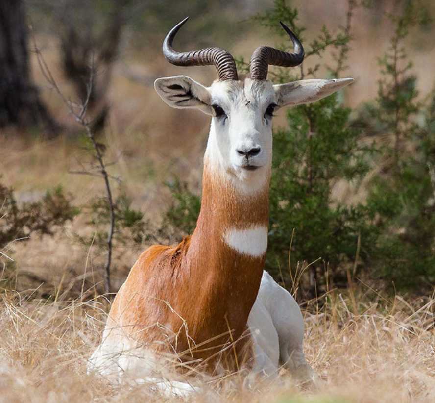 Dama Gazelle