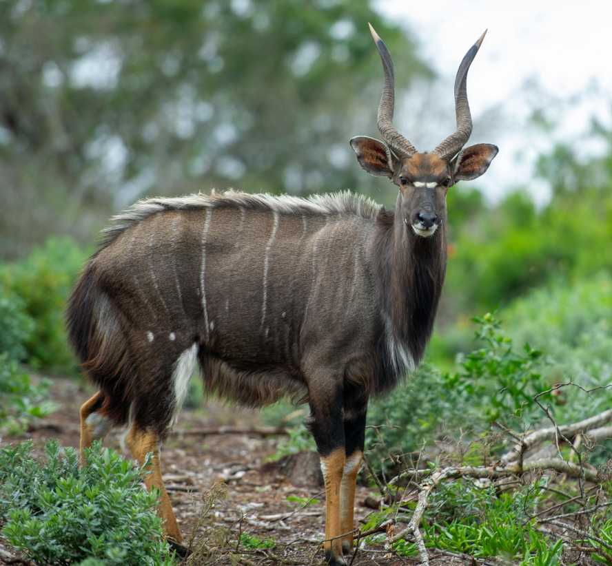 Nyala new update