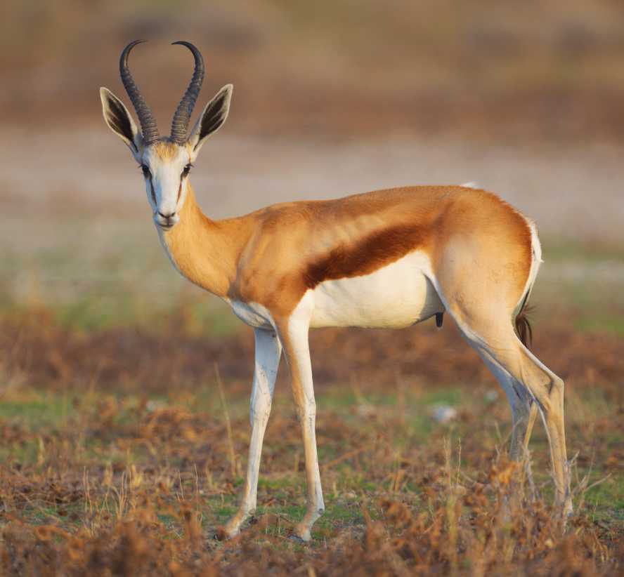 The Springbok