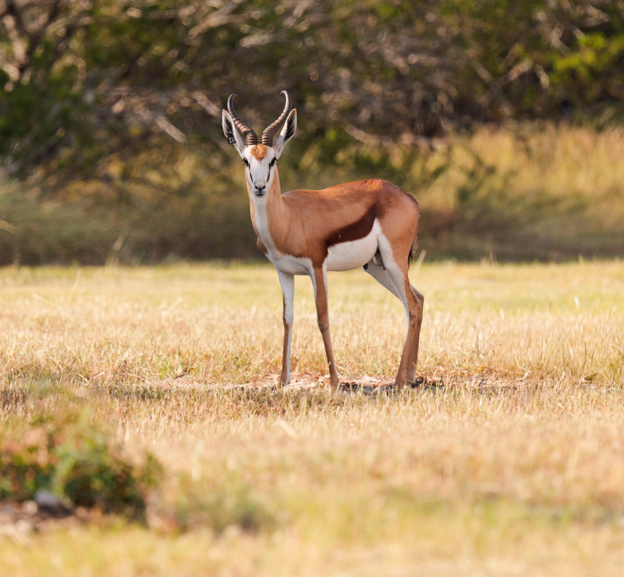 Springbok Photo